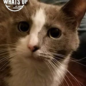 Meet your Posher, Tanya